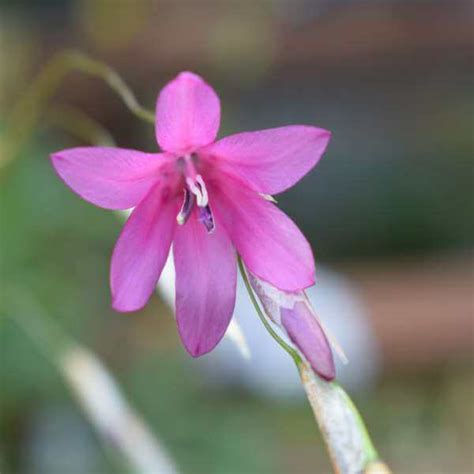 DIERAMA PINK ROCKET — Paddock Plants Buy Online UK