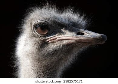 19,298 Ostrich Flightless Bird Images, Stock Photos, 3D objects, & Vectors | Shutterstock