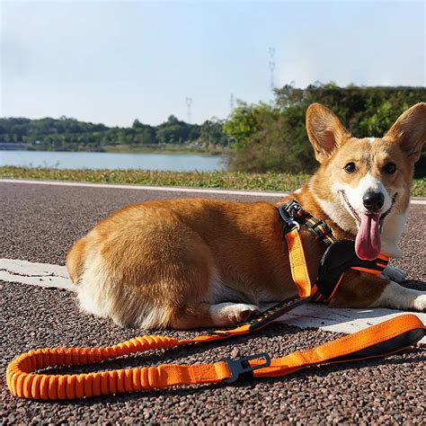 Multifunction Double Handle Dog Harness and Collar Lead Leash – Pets ...