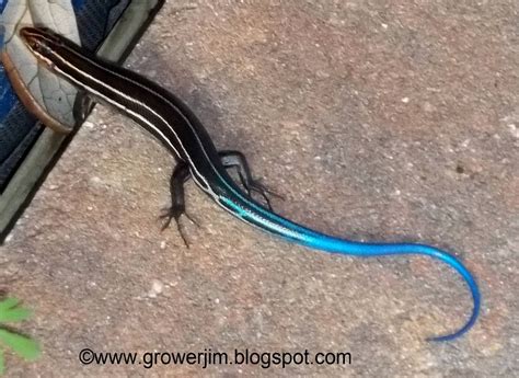 Garden Adventures: Creature Feature - Blue Tailed Skink