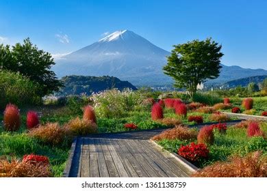 Mount Fuji Lake Kawaguchi Oishi Park Stock Photo (Edit Now) 1361138759