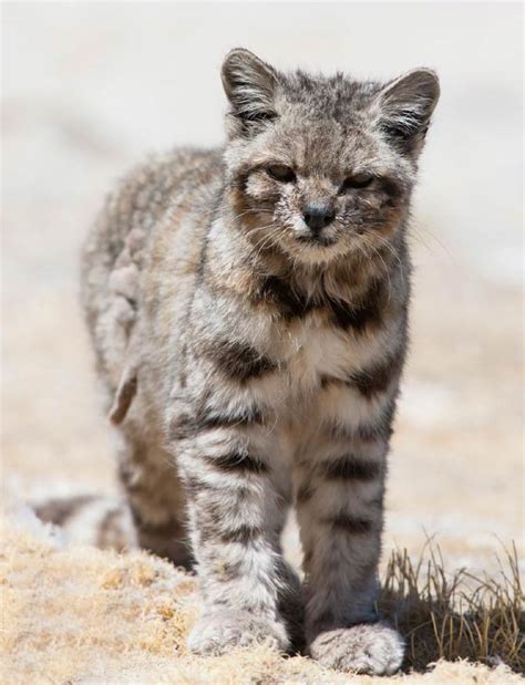 Andean mountain cat – mysterious Andean cat | DinoAnimals.com