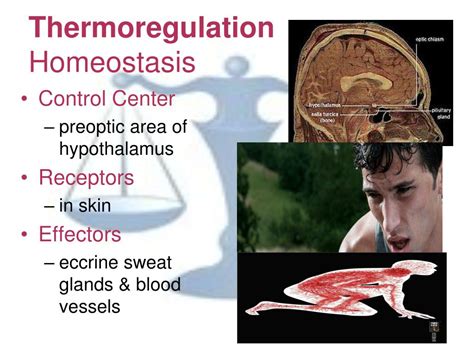 PPT - Thermoregulation PowerPoint Presentation, free download - ID:6419266