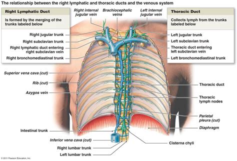 Thoracic duct, Lymphatic system, Lymphatic