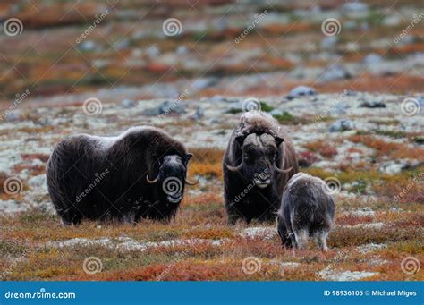 Musk Ox Herd in Autumn Landscape Stock Image - Image of graceful, great ...