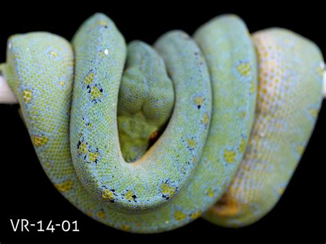 Green Tree Python Picture Gallery | ViridisPython