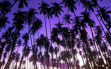 Landscapes nature Hawaii palm trees Grove ., Hawaiian HD wallpaper | Pxfuel