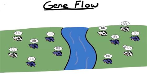 Give An Example Of Gene Flow