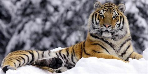 Siberian tiger – the largest tiger | DinoAnimals.com