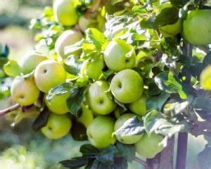 31 Different Types of Green Apple Varieties | Balcony Garden Web