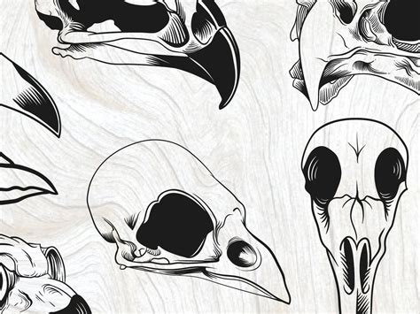 Bird Skull Svg Bundle, Raven Vector, Bird Head Dxf, Eagle Skull Cut Files, Owl Skull, Crow Skull ...