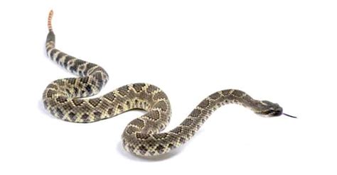 Southern Pacific Rattlesnake Pictures - AZ Animals