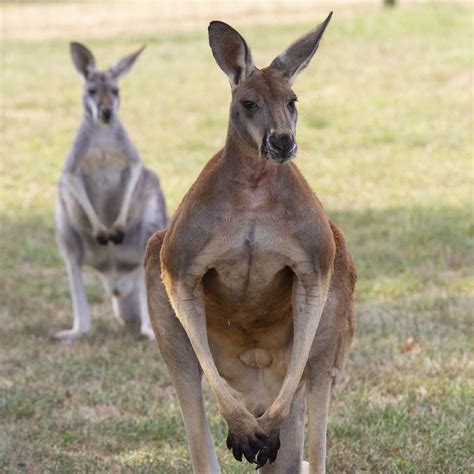 Red Kangaroo | Lake Tobias Wildlife Park