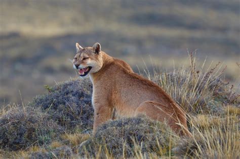 Pumas of Torres del Paine (private reserve) - Mammal Watching