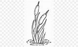 Coloring Cattail Drawing Pages Cattails Plant Drawings Plants Clip Cat  sketch template
