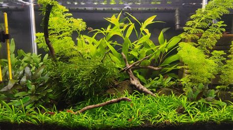 Kubotai Rasbora for chili Rasbora and cherry shrimp tank? | The Planted ...