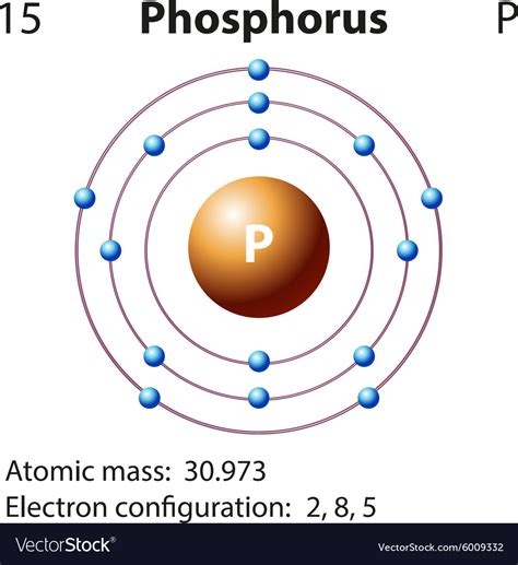 Diagram representation of the element phosphorus Vector Image