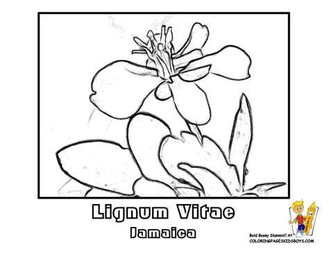 Lignum Vitae Drawing