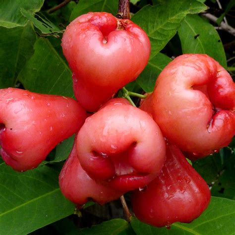 Buy Water Apple Fruit & Tree Online | Fruit Plants & Trees - Exotic Flora