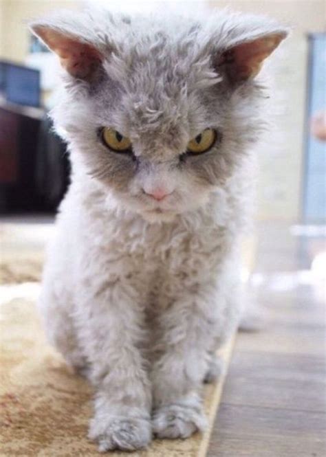 10 Kitties That You Don't Want To Mess With – Viral Cats Blog