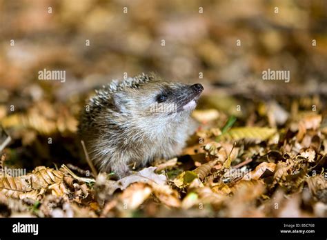 Europäischer Igel young hedgehog Erinaceus europaeus sniffing the air ...