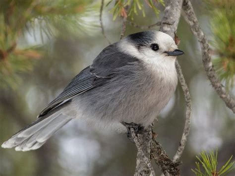 Happy Canada Jay! - Birds Calgary