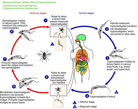 JCI - Human African trypanosomiasis of the CNS: current issues and challenges