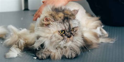 Cat Grooming Guide - Tips to Groom Your Cat