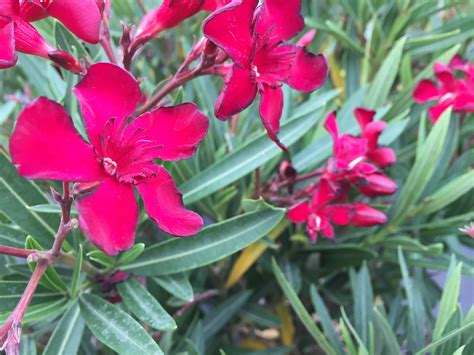 Dwarf Oleander | Southwest Nursery | Wholesale Landscaping Supplies ...