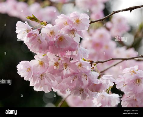 English Garden Cherry Blossom Prunus Accolade Stock Photo - Alamy