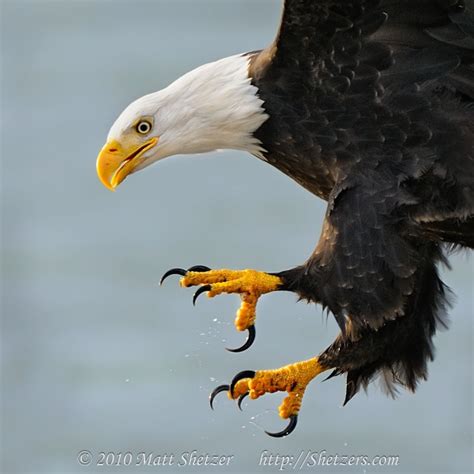 1000+ images about FEET on Pinterest | Jfk, The eagles and American kestrel