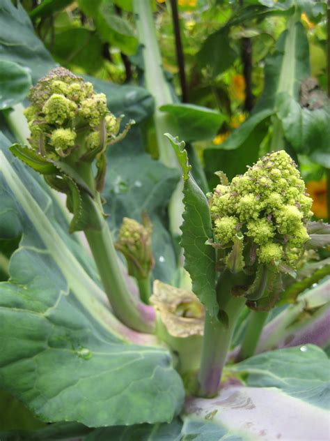 Flour Water Dirt & Rain: Romanesco - with recipe