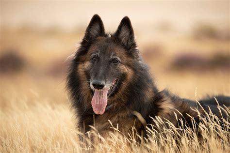 Herding Dog Breeds | The Smart Dog Guide