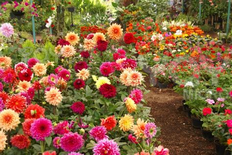 1000+ images about Dahlia Gardens on Pinterest | Gardens, Botanical gardens and Flower