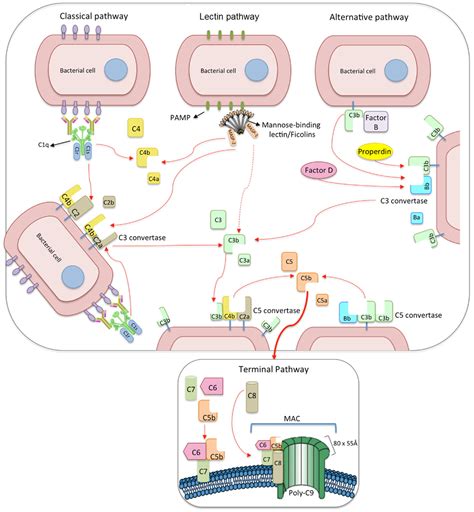 Frontiers | The Lectin Pathway of Complement and Rheumatic Heart Disease | Pediatrics