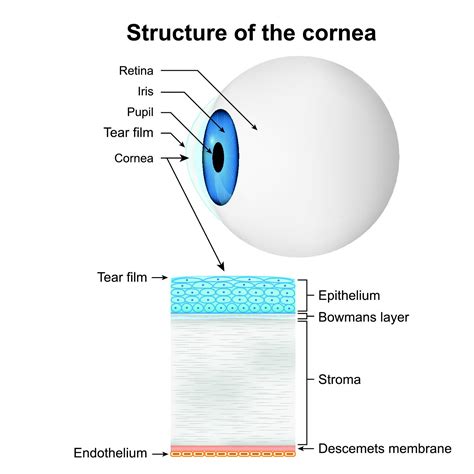 Cornea | Eye Patient