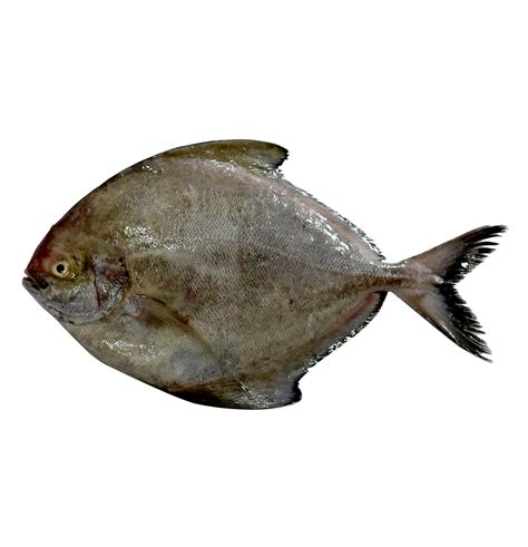 Atlantic Pomfret - VIMA Foods