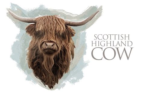 Scottish Highland Cow | Animal Illustrations ~ Creative Market