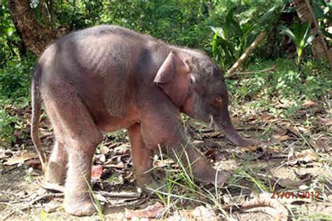 Pygmy Elephant Rescued on Island of Borneo - One Green Planet