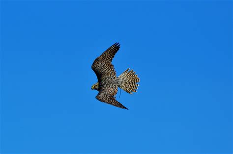 Falcon Raptor Bird Of Prey free image download