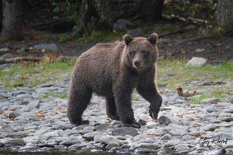 2020 Alaska Grizzly Bears - Gary Randall