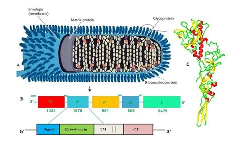 A) Diagrammatic representation showing bullet shaped structure of... | Download Scientific Diagram