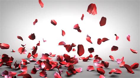 Falling Rose Petals Background Free Download - YouTube