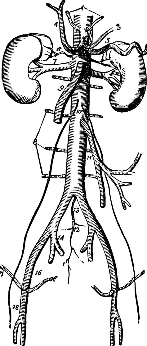 Trunk Arteries, vintage illustration. 13825803 Vector Art at Vecteezy