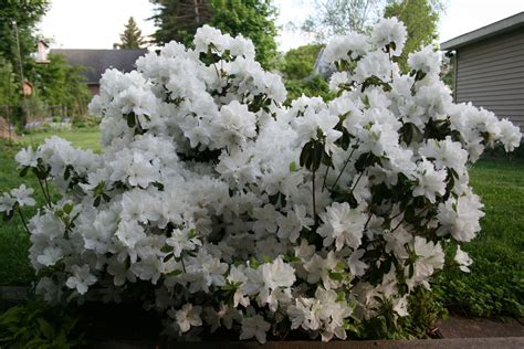 white flowers are blooming in front of a house