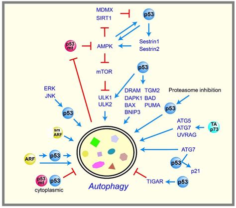 Mtor Autophagy Pathway