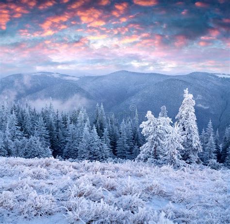 Incredible Winter Sunrise in Carpathian Mountains with Snow Cowered Fir Trees Stock Photo ...