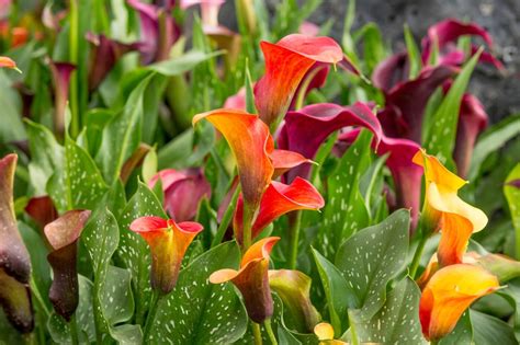 Ultimate Guide to Calla Lily Flower Meaning and Symbolism - Petal Republic