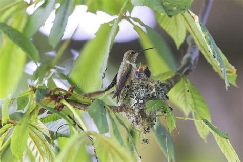 Rufous hummingbird nest stock image. Image of canada - 194507921