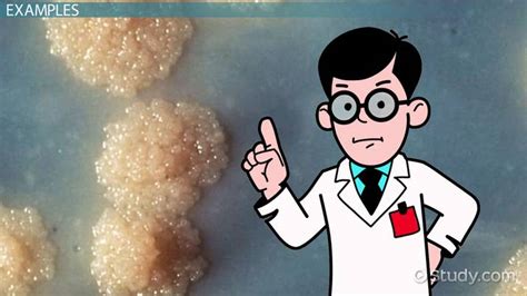 Acid-Fast Bacteria | Overview, Staining & Examples - Lesson | Study.com